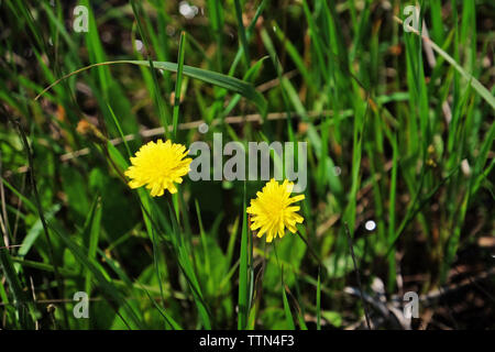 Gelber Löwenzahn auf unscharfe Gras Hintergrund Stockfoto