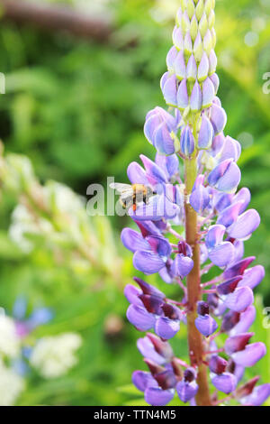 Lupinus Texensis. Die Hummel sammelt Honig auf lila Lupin nach regen Stockfoto