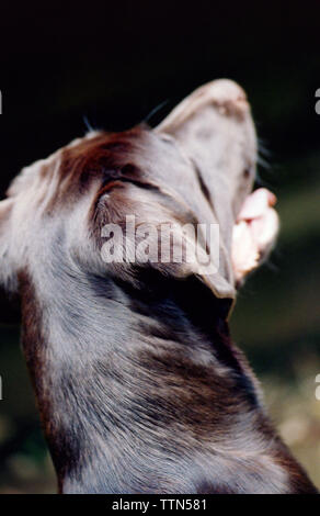 Schokoladenbrauner Labrador Retriever mit offenem Mund aufsuchen. Erwachsene weiblich. Bild von hinten mit Nacken und Kopf. Stockfoto