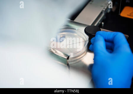 Zugeschnittenes Bild der Wissenschaftler untersuchen Proben in der Petrischale im Labor Stockfoto