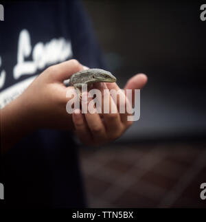 Zugeschnittenes Bild der Boy holding Eidechse Stockfoto