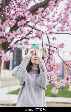 Junge Frau fotografieren Kirschblüten mit Smart Phone im Park Stockfoto