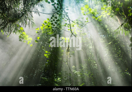 Malerischer Blick auf die Sonnenstrahlen durch die Bäume in den Wald Stockfoto