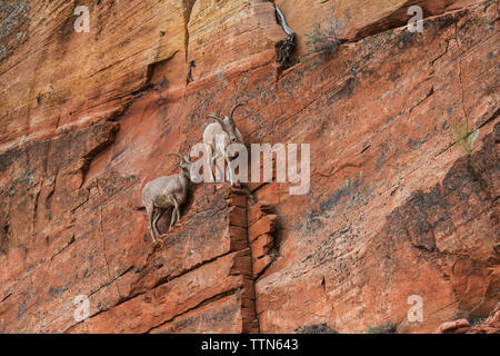 Low Angle View von Ziegen auf Felsformation im Zion National Park Stockfoto