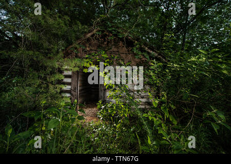 Alte Log Cabin inmitten von Bäumen im Wald Stockfoto