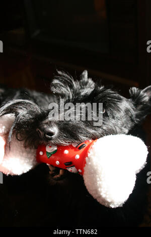 Schwarz Scottish Terrier spielen mit einem Weihnachten - themed Hund Spielzeug. Holding Spielzeug in den Mund, um Eigentümer suchen. Stockfoto