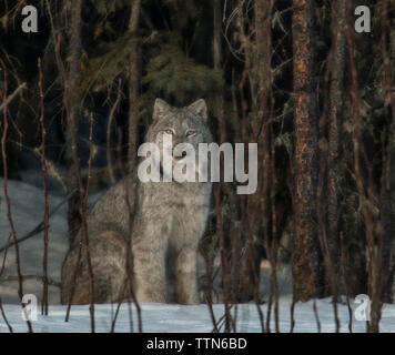 Porträt der Kanadische Luchs sitzend durch Baum Stockfoto