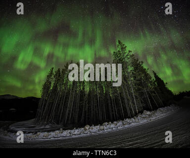 Low Angle majestätischen Blick auf Aurora borealis über Wald Stockfoto