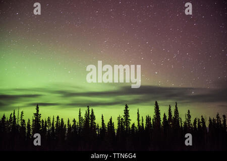 Majestätischen Blick auf Aurora borealis in Stern Feld über Bäume Stockfoto