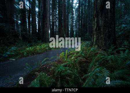 Straße inmitten von Pflanzen und Bäumen im Jedediah Smith Redwoods State Park Stockfoto