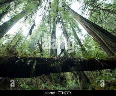 Low Angle Sicht des Menschen zu Fuß auf gefallenen Baumstamm an Jedediah Smith Redwoods State Park Stockfoto