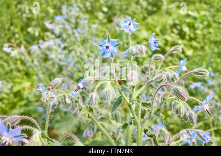 Nahaufnahme bild Blumen des Borretsch (Borago officinalis), selektive konzentrieren. Stockfoto