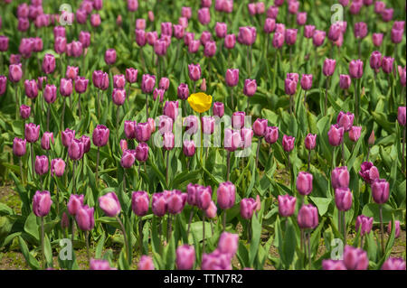 Hohen winkel Blick auf die Blumen wachsen auf Feld Stockfoto