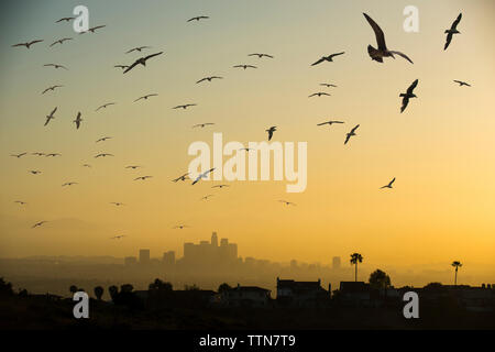 Low Angle View von Silhouette Vögel gegen Himmel fliegen in die Stadt bei Sonnenuntergang Stockfoto