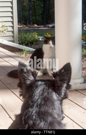 Schwarzer schottischer Terrier (Scottie) Hund und schwarz-weiße Hauskatze, die sich gegenseitig betrachten. Blick aus der Perspektive des Hundes. Stockfoto