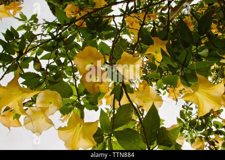 Brugmansia aurea, die gemeinhin als Trompete der Goldene Engel bekannt Stockfoto