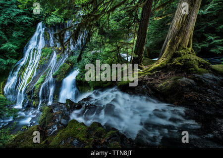 Malerischer Blick auf den Wasserfall inmitten Wald Stockfoto