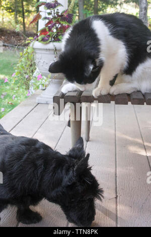 Schwarz-weiße Katze sitzt auf einem Vorhallentisch und blickt fluchtartig auf einen schwarzen schottischen Terrier (Scottie) Hund Stockfoto