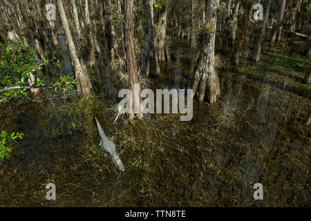 Hohen winkel Blick auf die Bäume und Krokodil in Sumpf am Wald Stockfoto