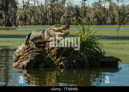 Alligator mit offenem Mund auf Treibholz im See Martin Stockfoto