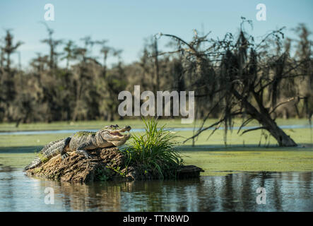 Alligator auf Treibholz im See Martin im Wald Stockfoto