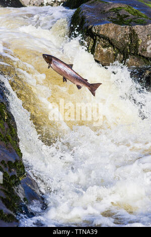 Atlantischer Lachs (Salmo Salar), der einen Wasserfall auf dem Weg zu seinem Brutplatz in dem Fluss, in dem er geboren wurde, hochspringend. Stockfoto