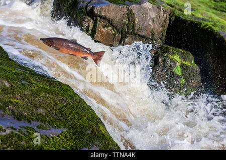 Atlantischer Lachs (Salmo Salar), der einen Wasserfall auf dem Weg zu seinem Brutplatz in dem Fluss, in dem er geboren wurde, hochspringend. Stockfoto