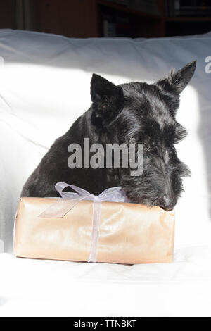 Schwarz Scottish Terrier sitzen auf einem weißen Sofa untersucht eine Geschenkbox in braunes Packpapier eingewickelt und gebunden mit einem violetten organza Ribbon Stockfoto