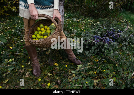 Untere Partie der Frau mit Zitronen in Weidenkorb beim Stehen auf Feld am Hof Stockfoto