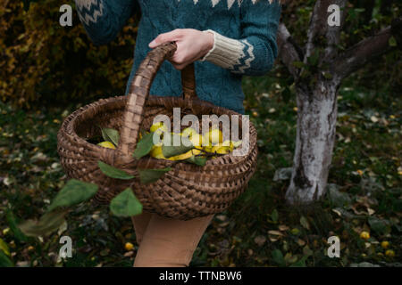 Mittelteil der Frau mit Zitronen in Weidenkorb beim Stehen auf Feld am Hof Stockfoto