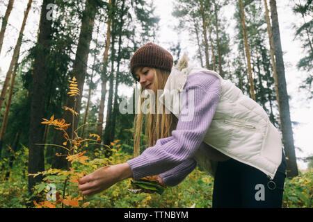 Low Angle View von Frau Kommissionierung verlässt, während sich gegen Bäume im Wald Stockfoto