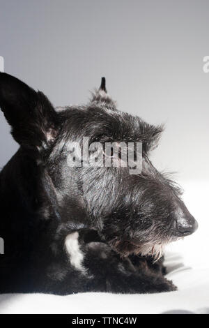 Schwarzer weiblicher schottischer Terrier (Scottie) Hund, der auf einer weißen Couch liegt und nach oben blickt. Nahaufnahme der Kopfseite. Stockfoto