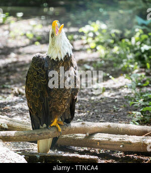 North American Bald Eagle Stockfoto