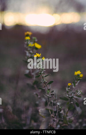 In der Nähe des gelben Blumen wachsen auf Pflanzen Stockfoto