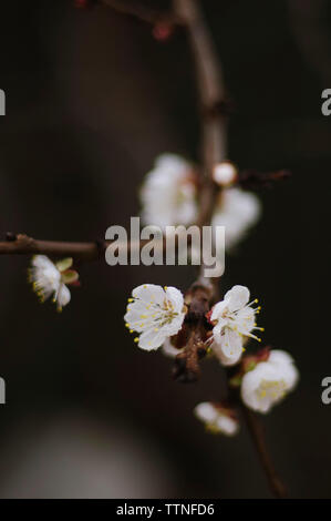 In der Nähe von Blumen blühen auf Zweig Stockfoto