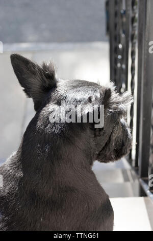 Erwachsene Frau schwarz Scottish Terrier (Scottie) Hund sitzt auf der vorderen Schritte von der Kamera entfernt und mit Blick auf die Nachbarschaft Stockfoto