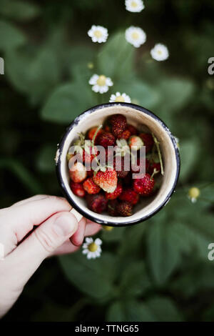Nahaufnahme von einer Frau € ™ s Hände halten frische Walderdbeeren. Stockfoto