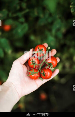 Frau mit roten Kirschtomaten Stockfoto