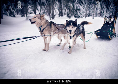 Blick auf Hundeschlitten Stockfoto