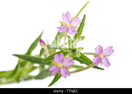 Blass Weidenröschen (Epilobium roseum) auf weißem Hintergrund Stockfoto