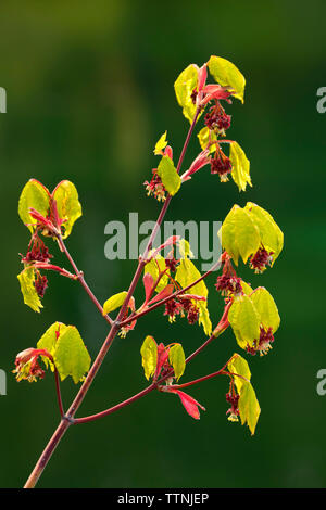 Weinstock Ahorn (Acer circinatum) entlang der Clear Lake Trail, McKenzie Pass-Santiam Pass National Scenic Byway, Willamette National Forest, Oregon Stockfoto