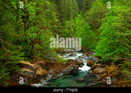 Quartzville Creek Wild and Scenic River, Quartzville Creek National Back Country Byway, Willamette National Forest, Oregon Stockfoto