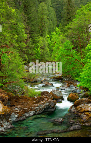 Quartzville Creek Wild and Scenic River, Quartzville Creek National Back Country Byway, Willamette National Forest, Oregon Stockfoto