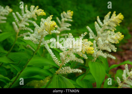 Falsche Salomo Dichtung (Maianthemum racemosum), Quartzville Creek Wild und Scenic River, Quartzville Creek National Back Country Byway, Willamette Nationa Stockfoto