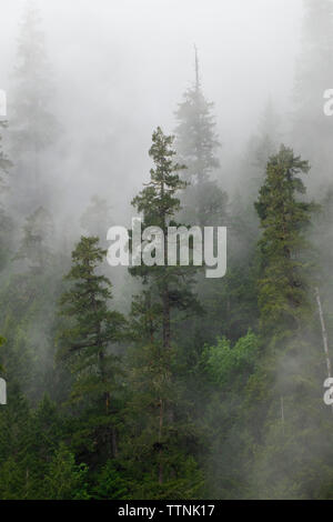 Alten Wald im Nebel, Quartzville Creek Wild und Scenic River, Quartzville Creek National Back Country Byway, Oregon Stockfoto