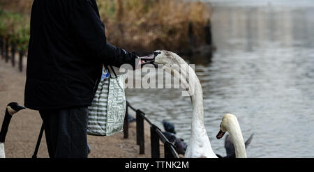 Eine ältere Art Gentleman mit einem Stock Feeds die Swans (Cygnus olor) und Enten bei St. James Park in London England im Januar Stockfoto