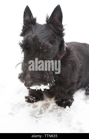 Schwarz Scottish Terrier sitzen auf verschneiten Boden mit Schnee in Ihrem Bart Stockfoto