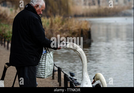 Eine ältere Art Gentleman mit einem Stock Feeds die Swans (Cygnus olor) und Enten bei St. James Park in London England im Januar Stockfoto