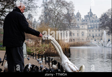 Eine ältere Art Gentleman mit einem Stock Feeds die Swans (Cygnus olor) und Enten bei St. James Park in London England im Januar Stockfoto