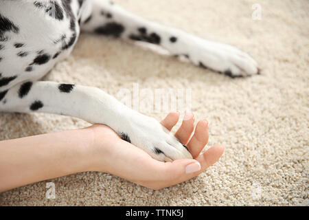 Der Dalmatiner Hund Pfote in weiblicher Hand Stockfoto